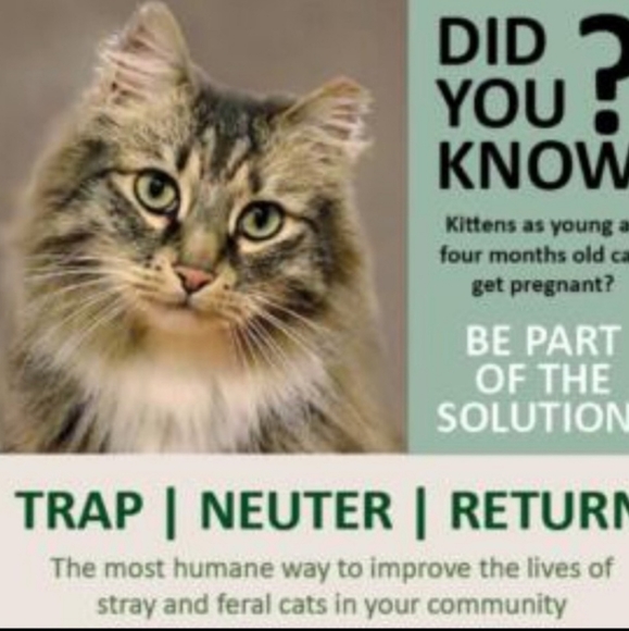 Please Be Kind To Homeless Animals - Picture 1 of 7